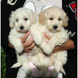 Schitterende maltipoo pups (Maltezer x Dwerg poedel)