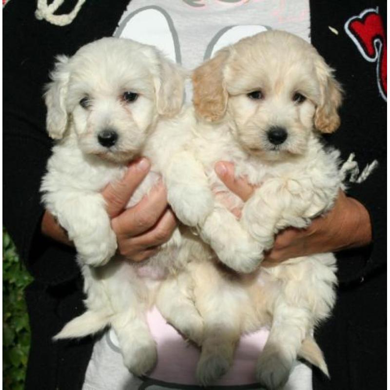 Schitterende maltipoo pups (Maltezer x Dwerg poedel)