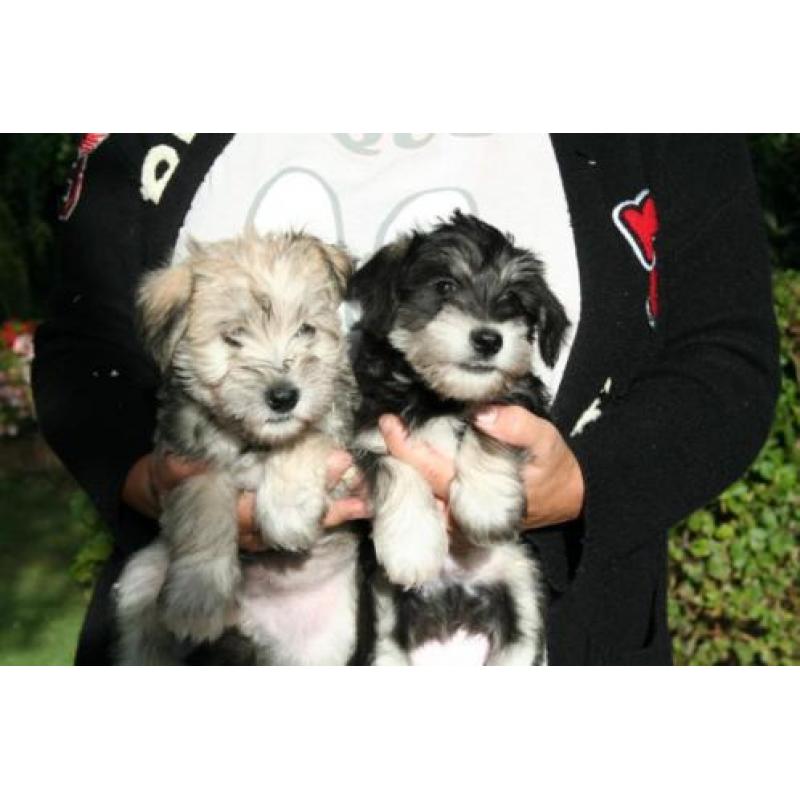 Schnautezer pups (Maltezer x Dwerg schnauzer)