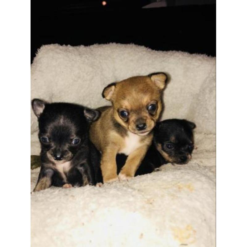 Mooie lieve chihuahua pups