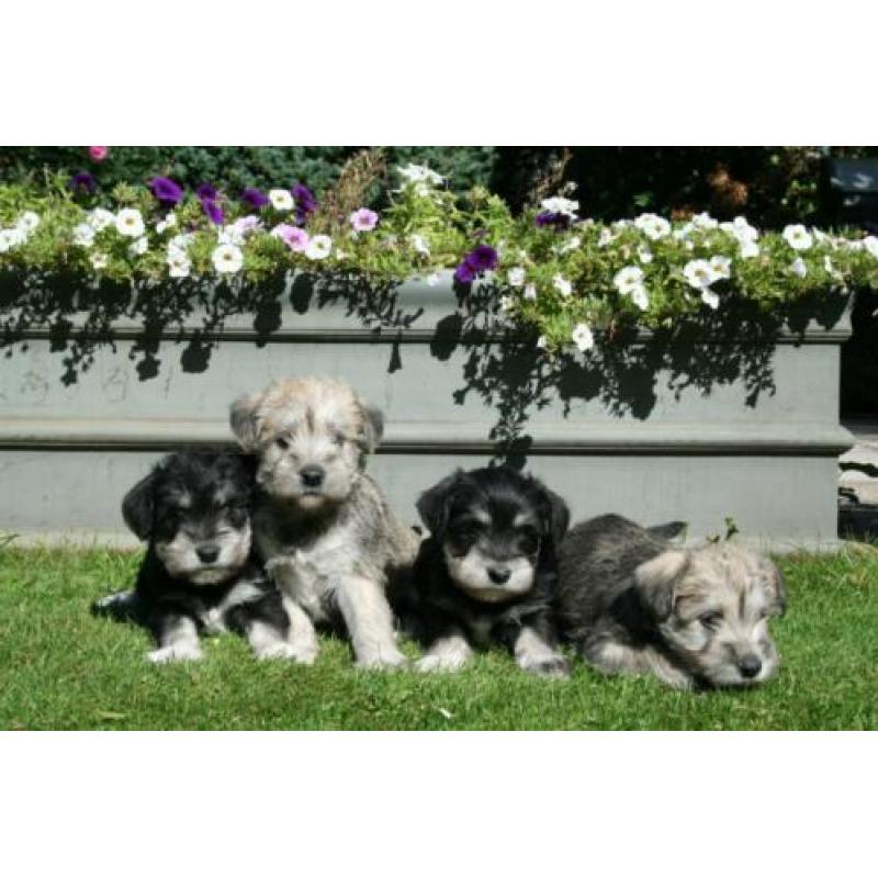 Schnautezer pups (Maltezer x Dwerg schnauzer)