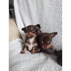 Chihuahua pups