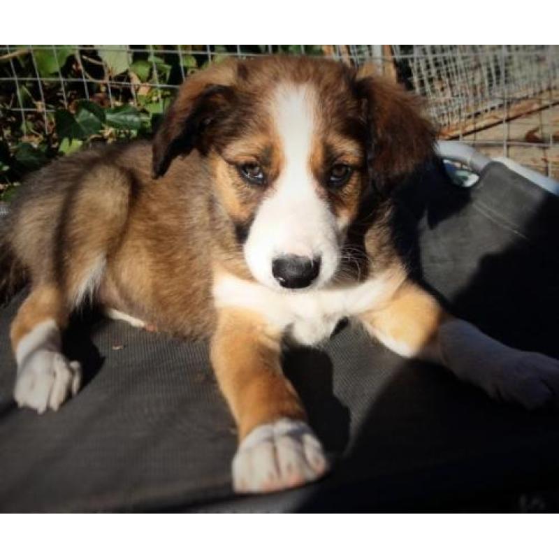 Border collie pup bruin